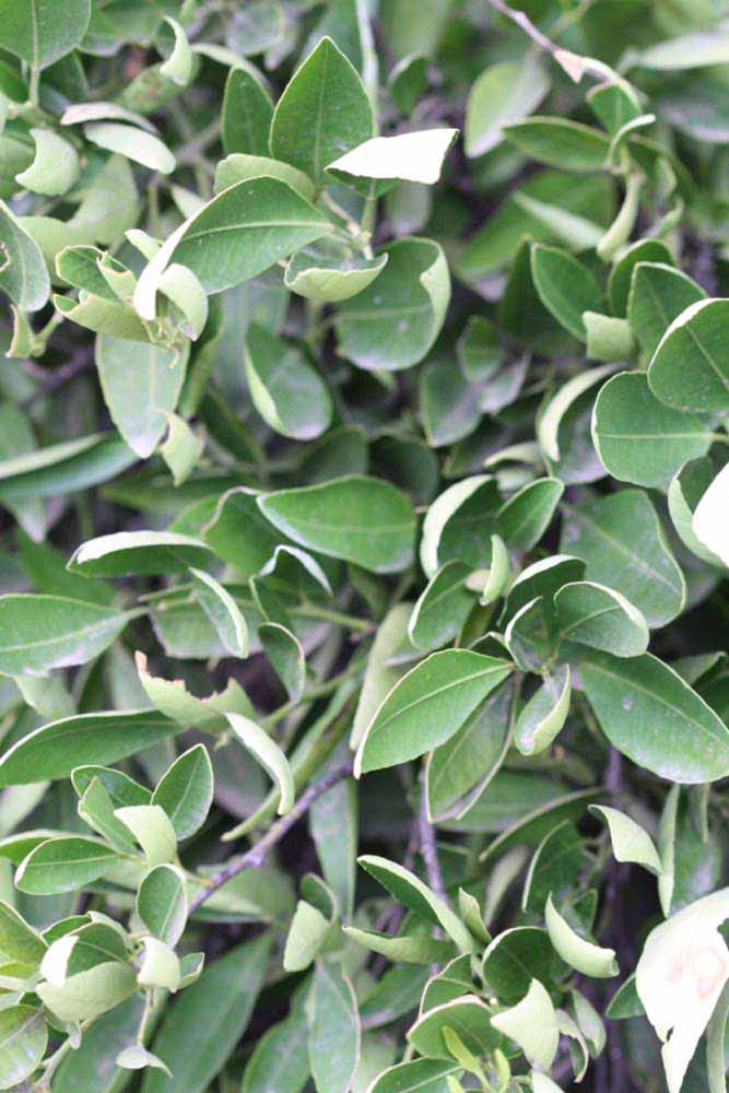              Sun leaves (Riverside, CA)       